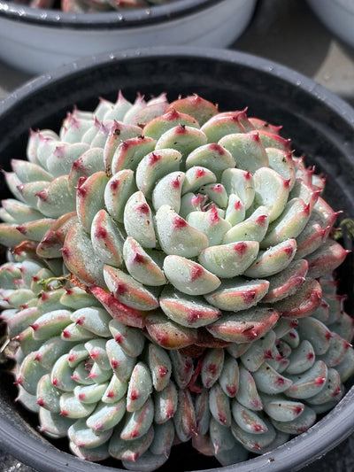 TH566     多肉植物     （35株）セット