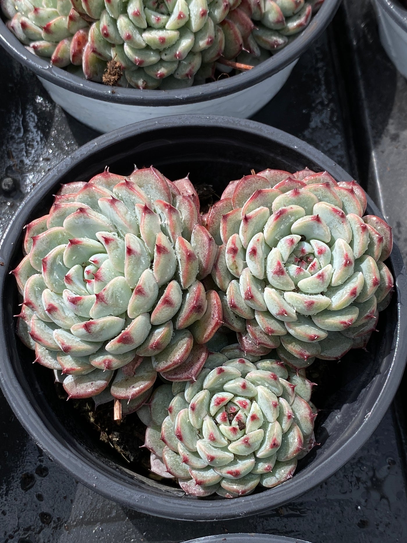 TH566     多肉植物     （35株）セット