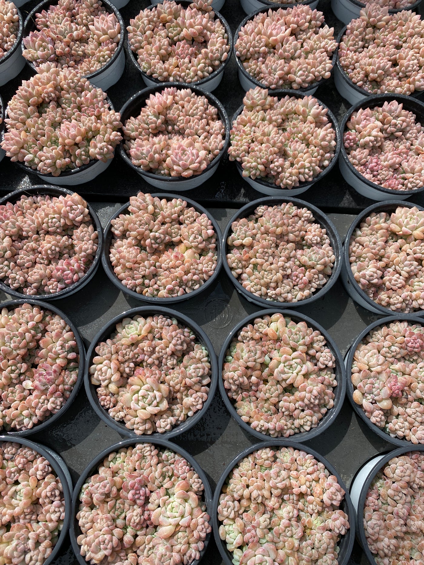 TH567     多肉植物     （23株）セット