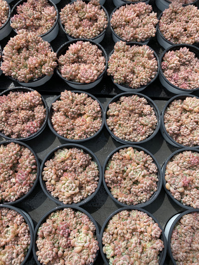 TH567     多肉植物     （23株）セット