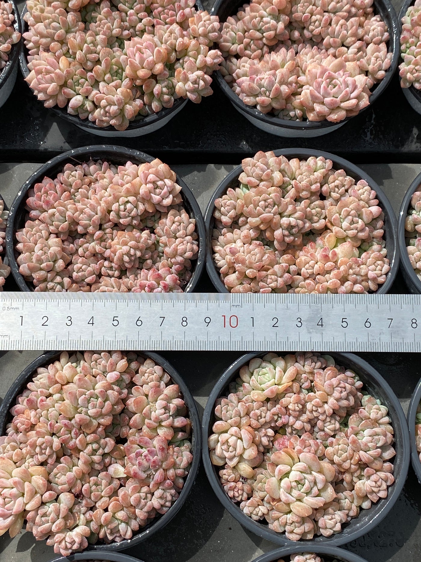 TH567     多肉植物     （23株）セット