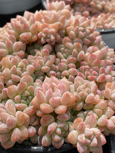 TH567     多肉植物     （23株）セット
