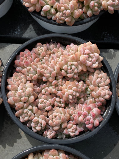TH567     多肉植物     （23株）セット