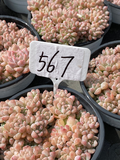 TH567     多肉植物     （23株）セット