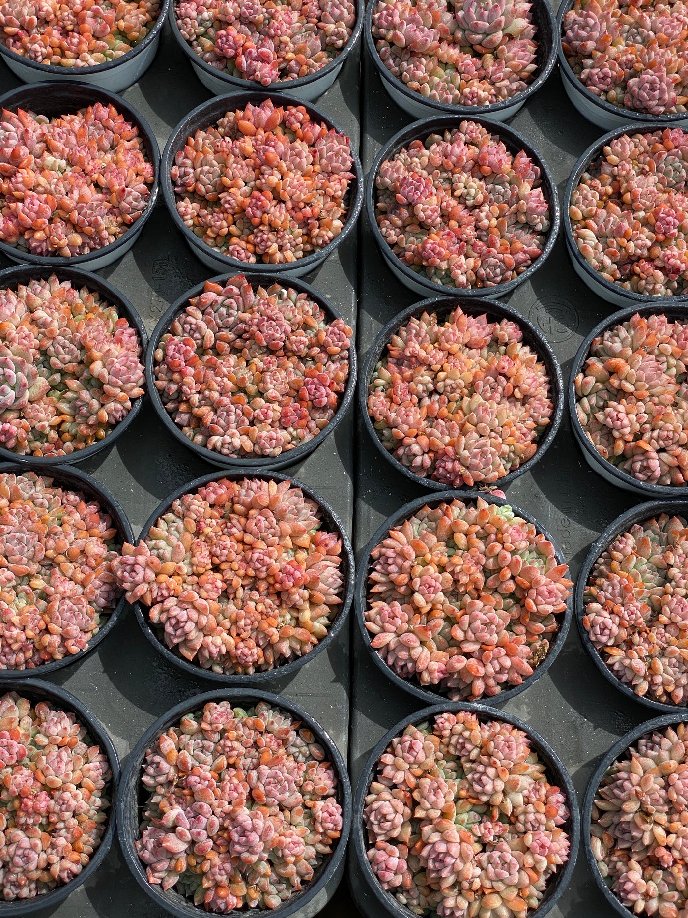 TH568     多肉植物     （23株）セット