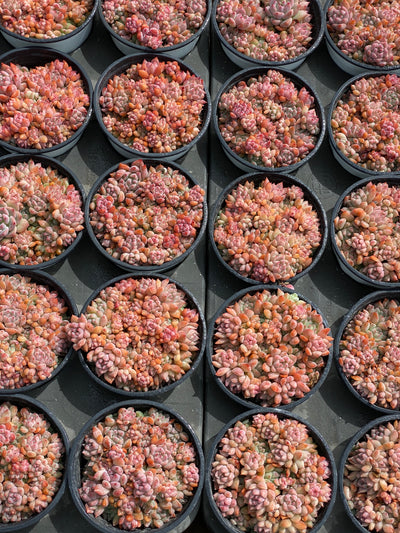TH568     多肉植物     （23株）セット
