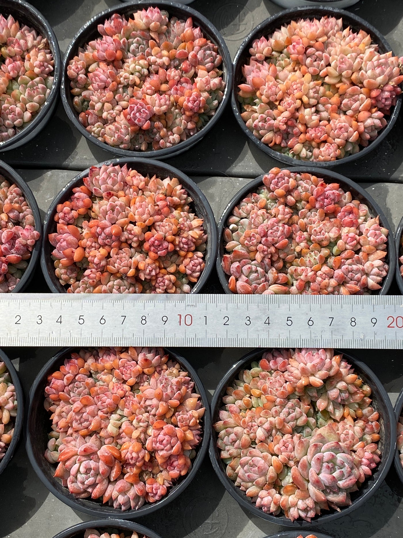 TH568     多肉植物     （23株）セット
