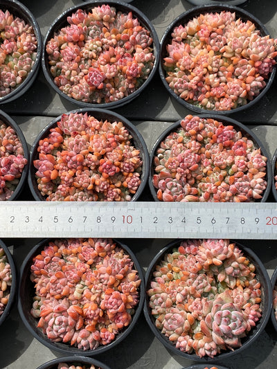 TH568     多肉植物     （23株）セット