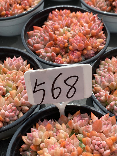 TH568     多肉植物     （23株）セット
