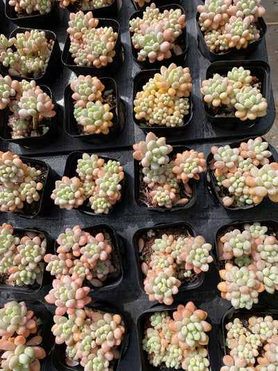 TH570     多肉植物     （32株）セット