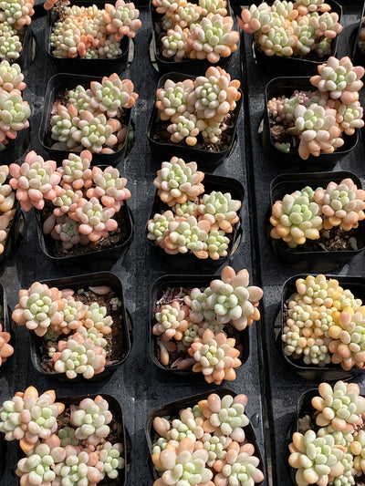 TH570     多肉植物     （32株）セット