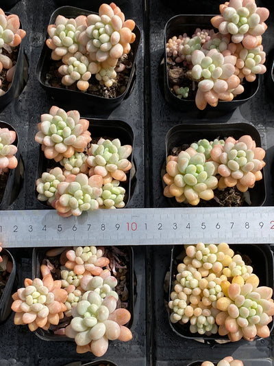 TH570     多肉植物     （32株）セット