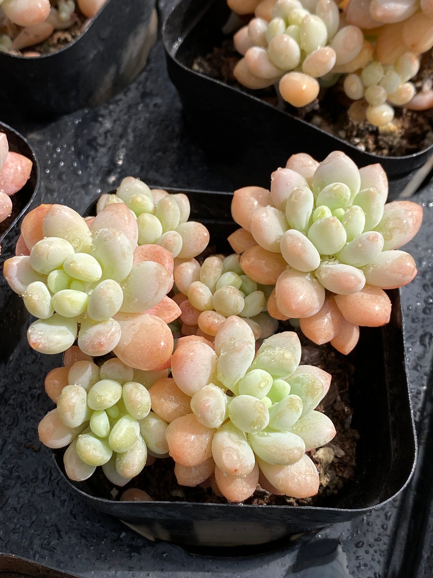 TH570     多肉植物     （32株）セット