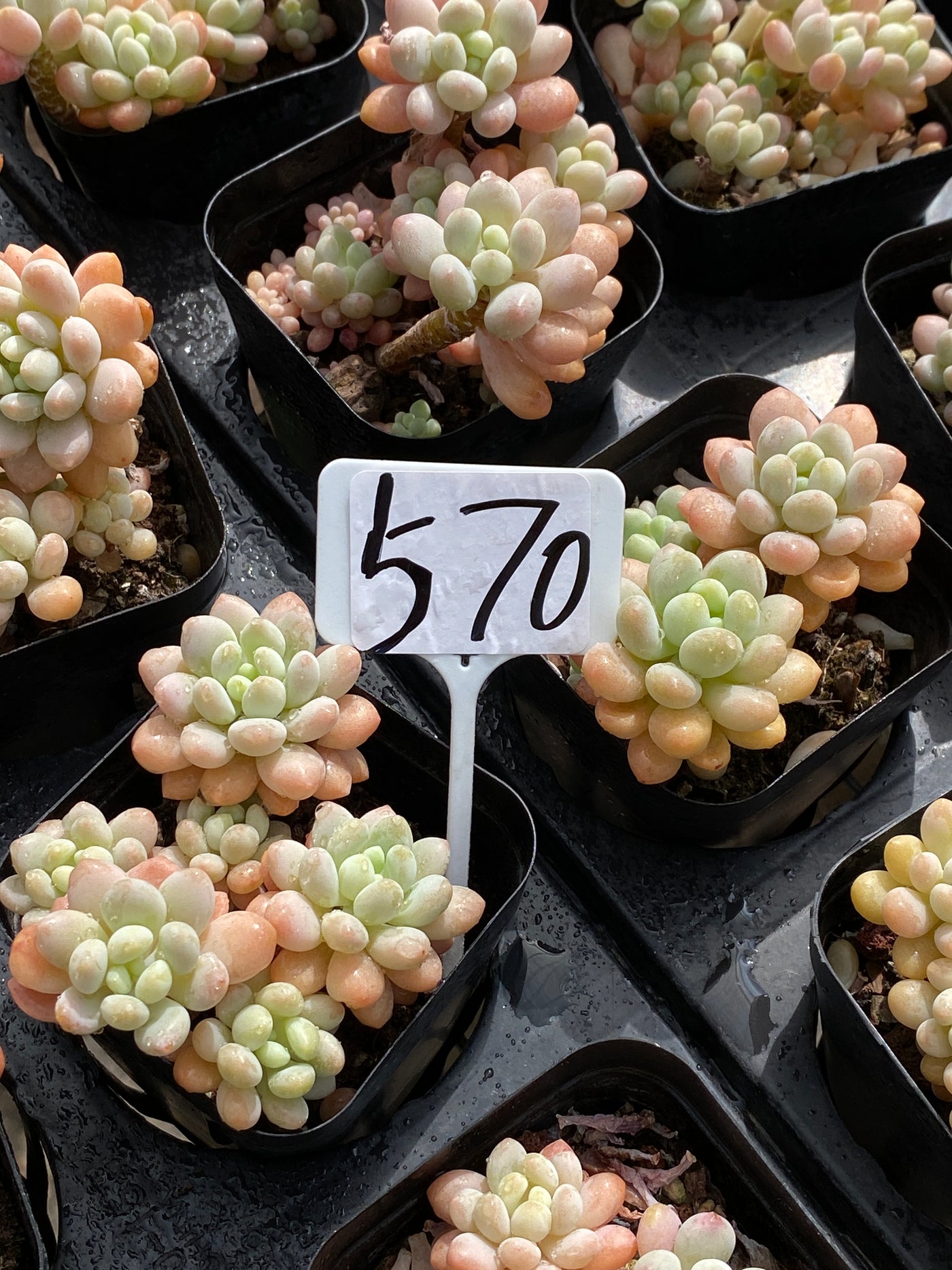TH570     多肉植物     （32株）セット