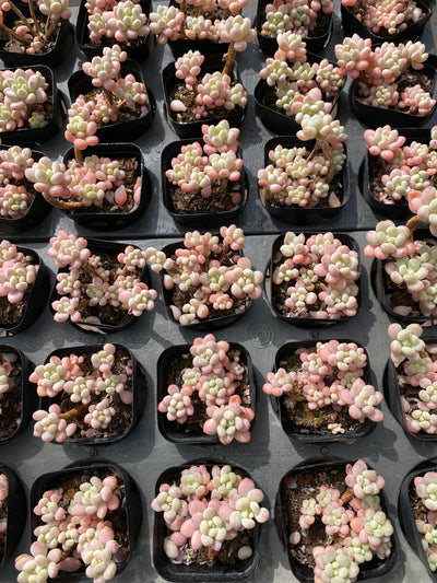 TH571     多肉植物     （32株）セット