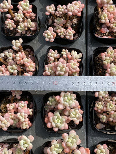 TH571     多肉植物     （32株）セット