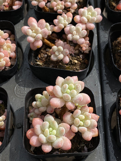 TH571     多肉植物     （32株）セット