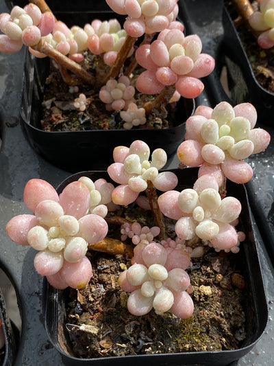 TH571     多肉植物     （32株）セット