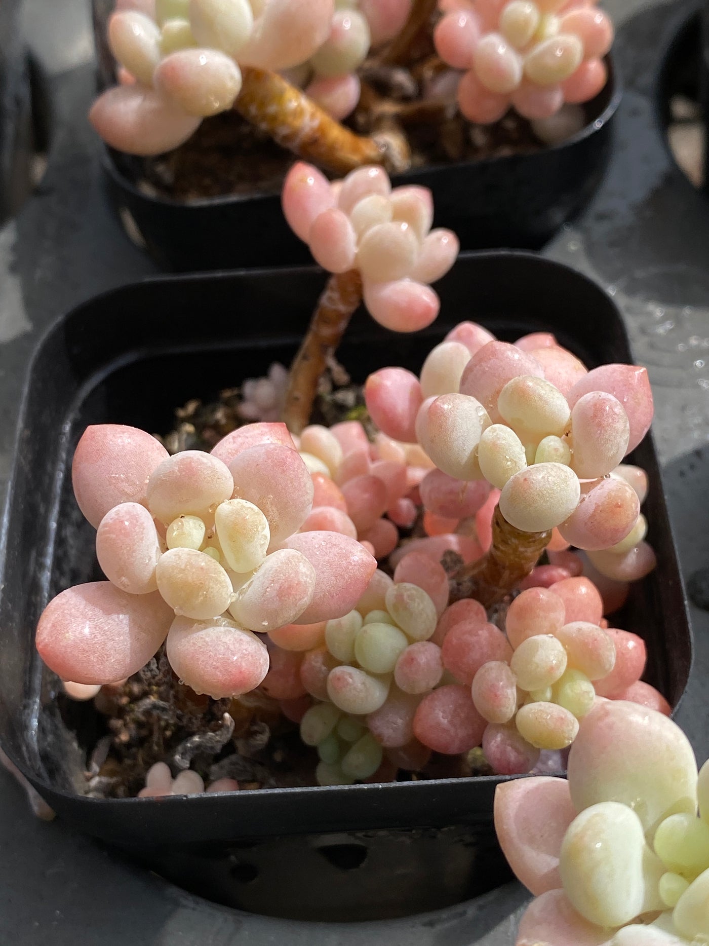 TH571     多肉植物     （32株）セット