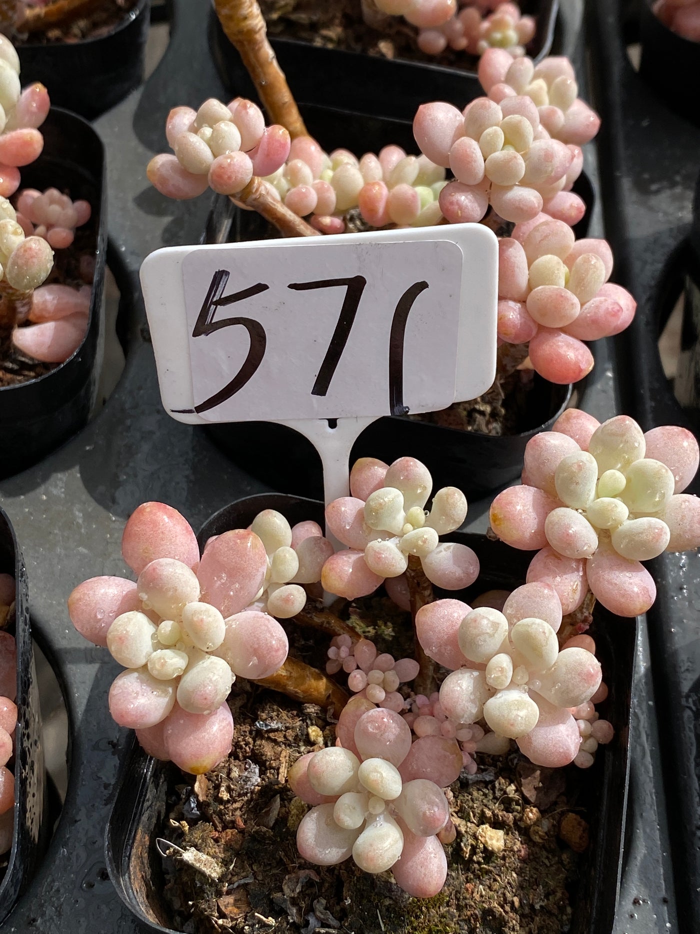 TH571     多肉植物     （32株）セット