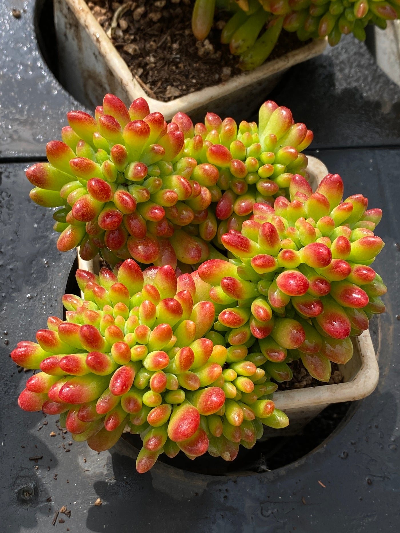 TH573     多肉植物     （18株）セット