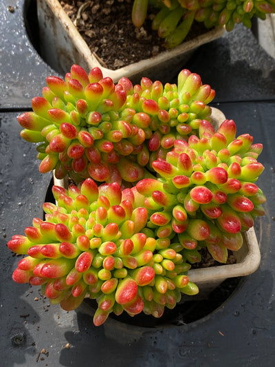 TH573     多肉植物     （18株）セット