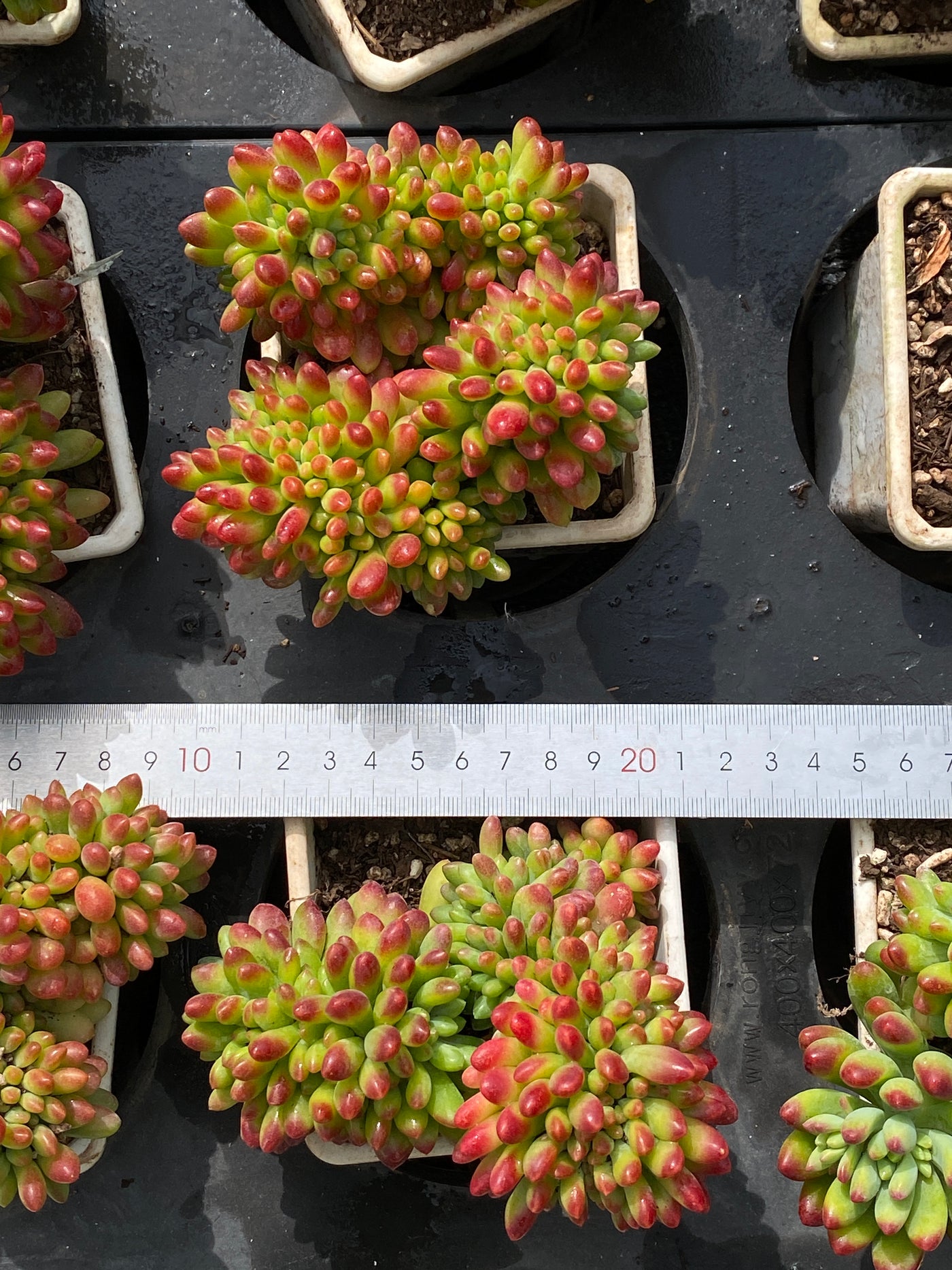 TH573     多肉植物     （18株）セット