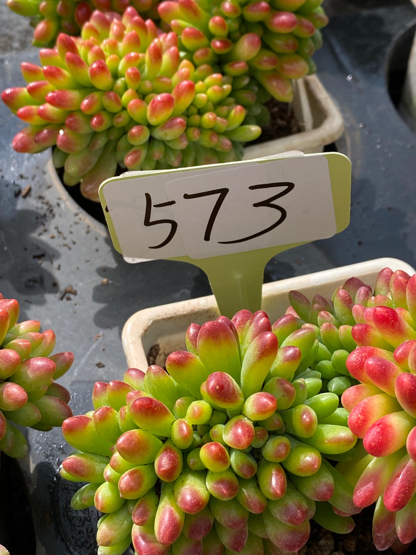 TH573     多肉植物     （18株）セット