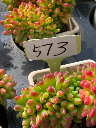 TH573     多肉植物     （18株）セット