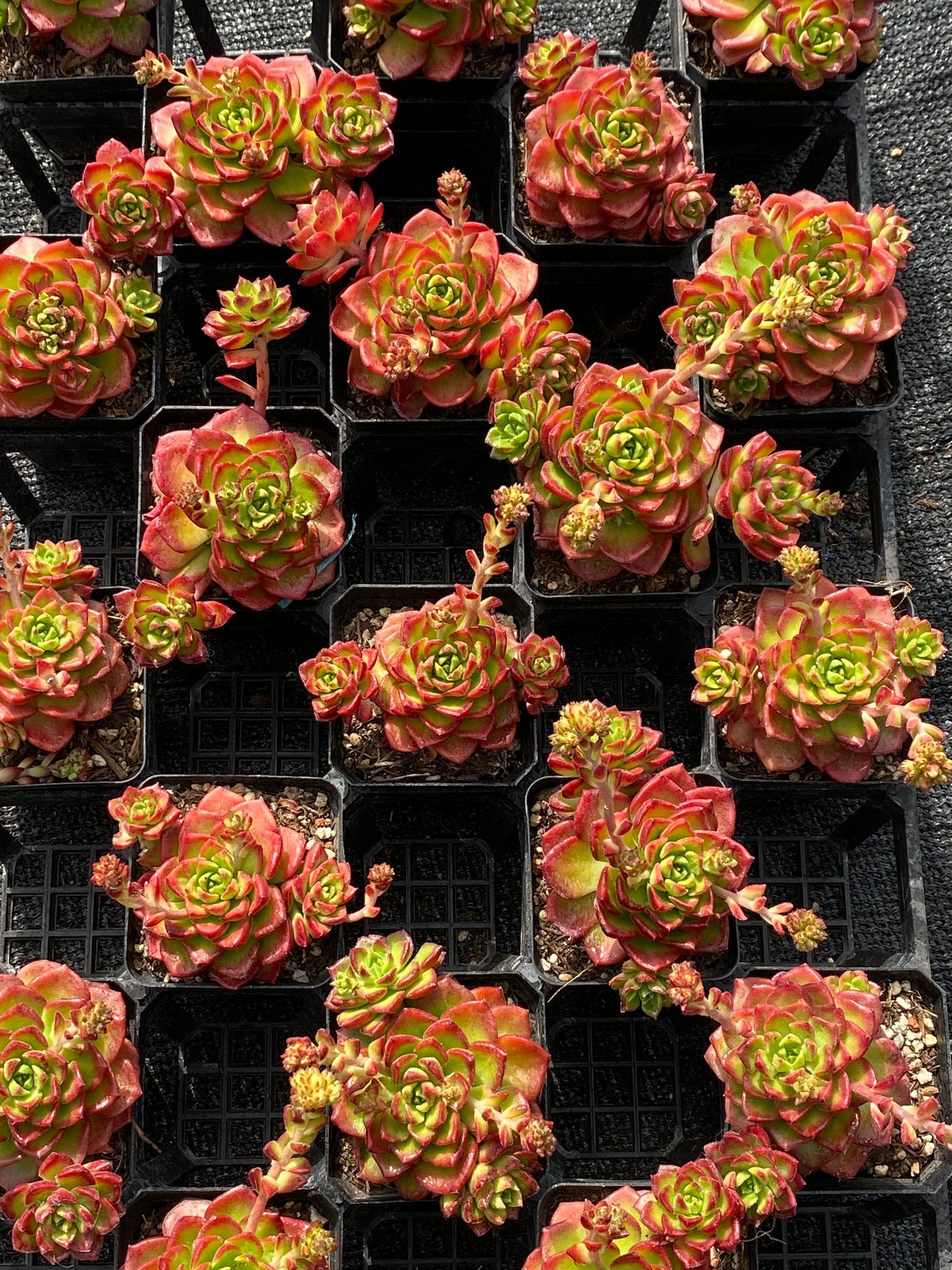 TH574     多肉植物     （32株）セット