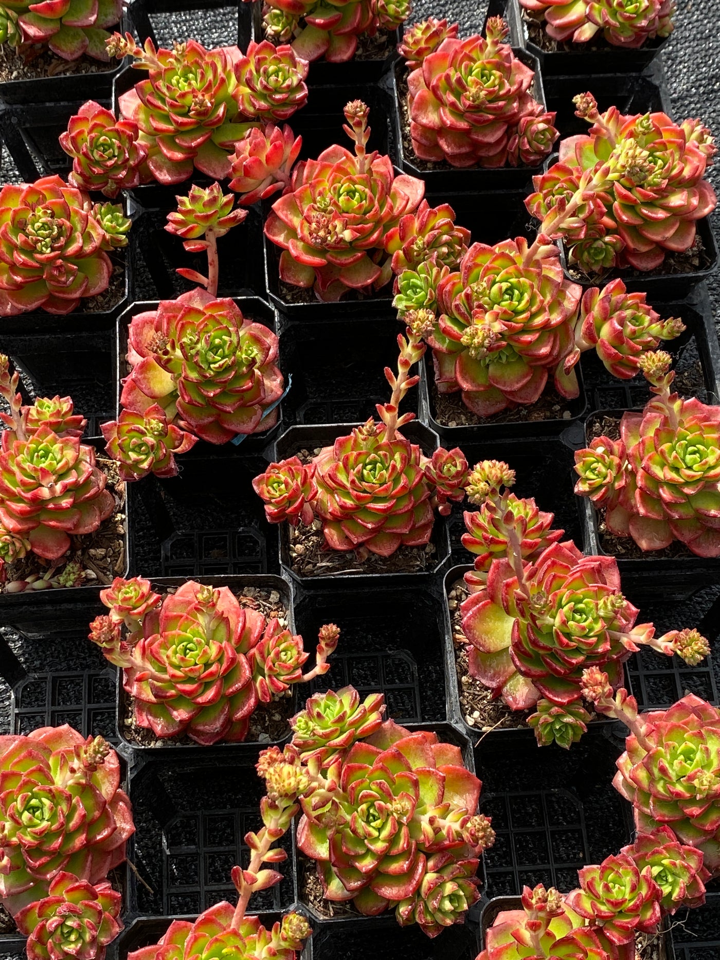 TH574     多肉植物     （32株）セット