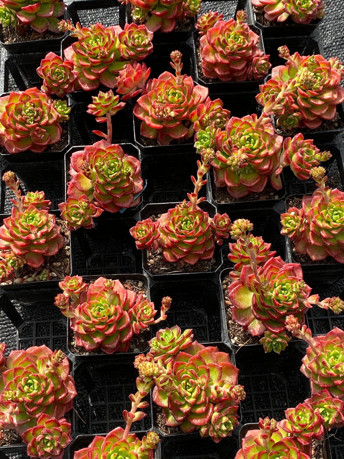 TH574     多肉植物     （32株）セット