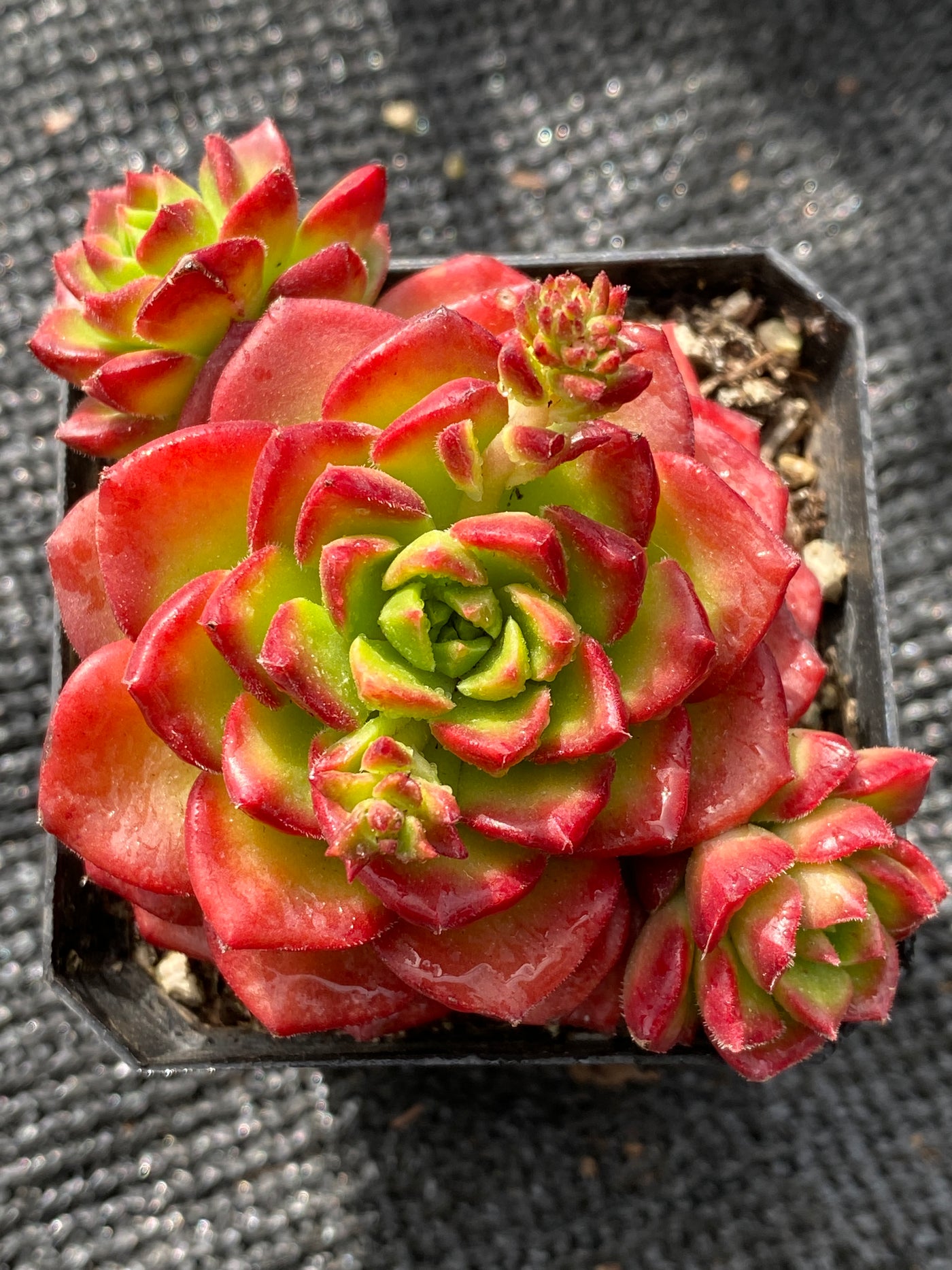 TH574     多肉植物     （32株）セット
