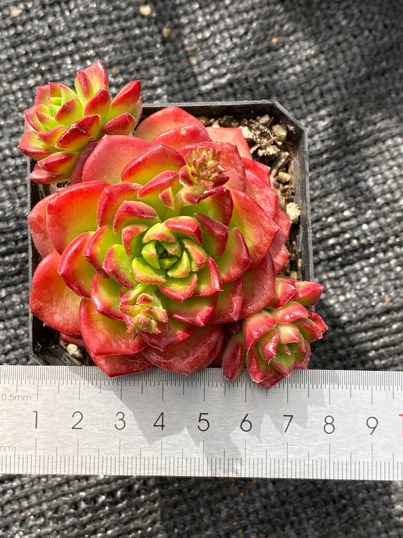 TH574     多肉植物     （32株）セット