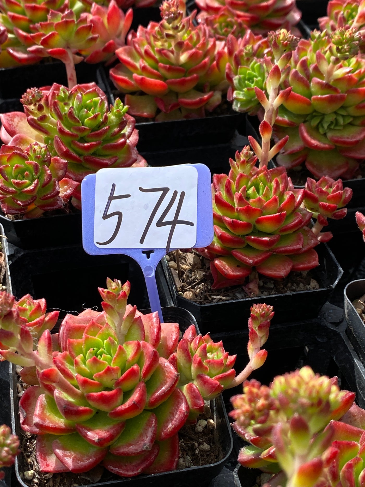TH574     多肉植物     （32株）セット