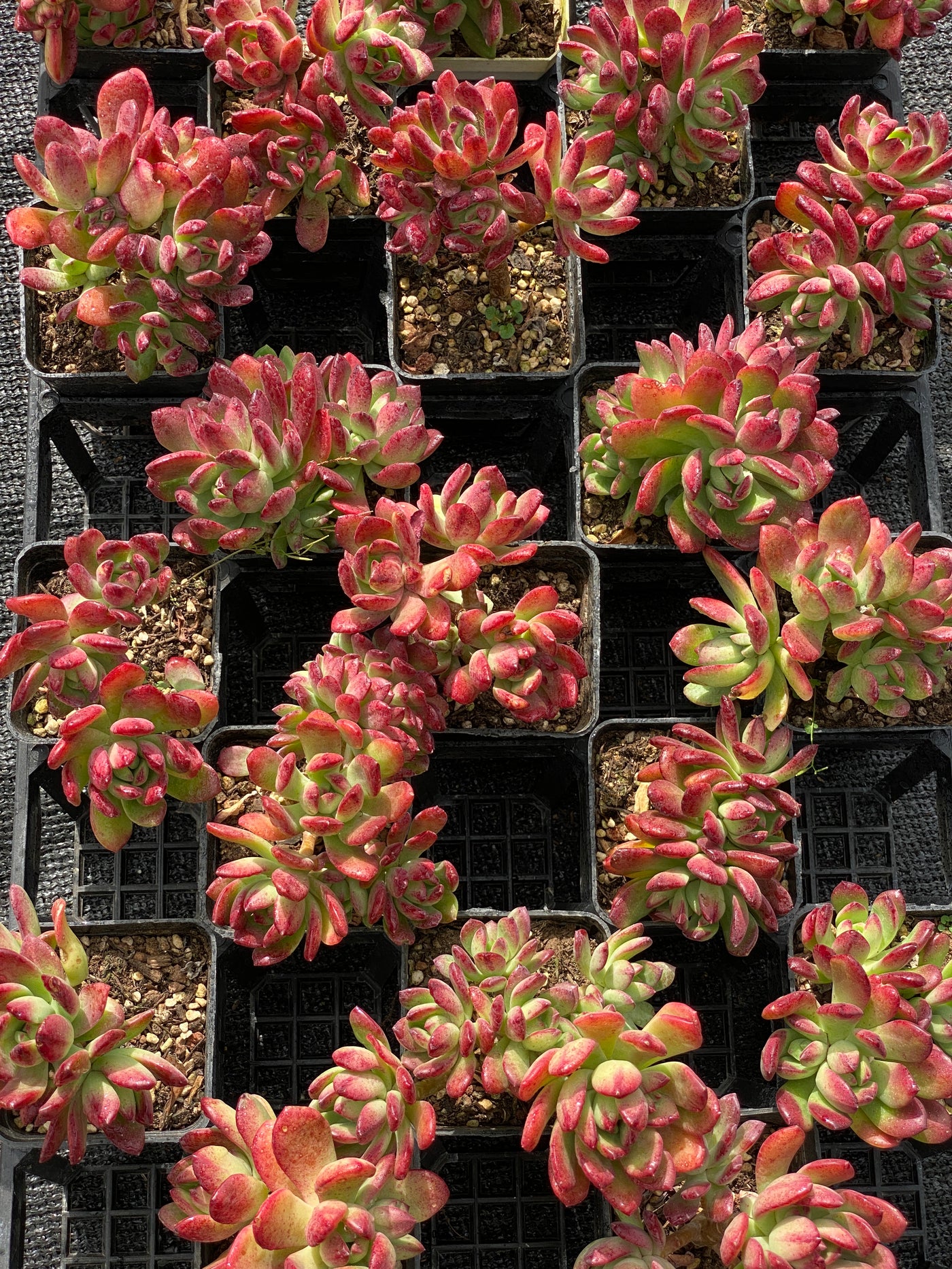 TH575     多肉植物     （40株）セット
