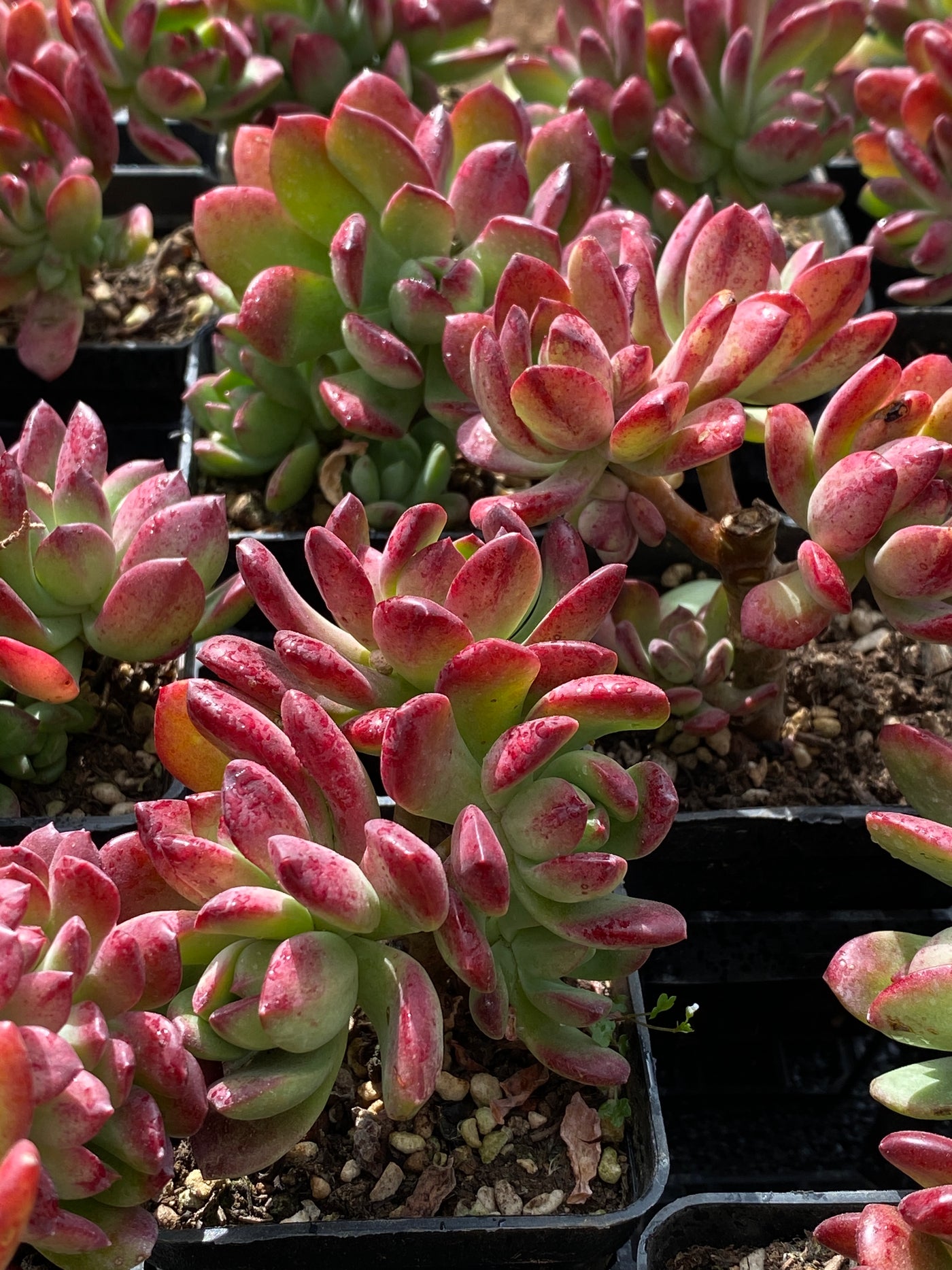 TH575     多肉植物     （40株）セット