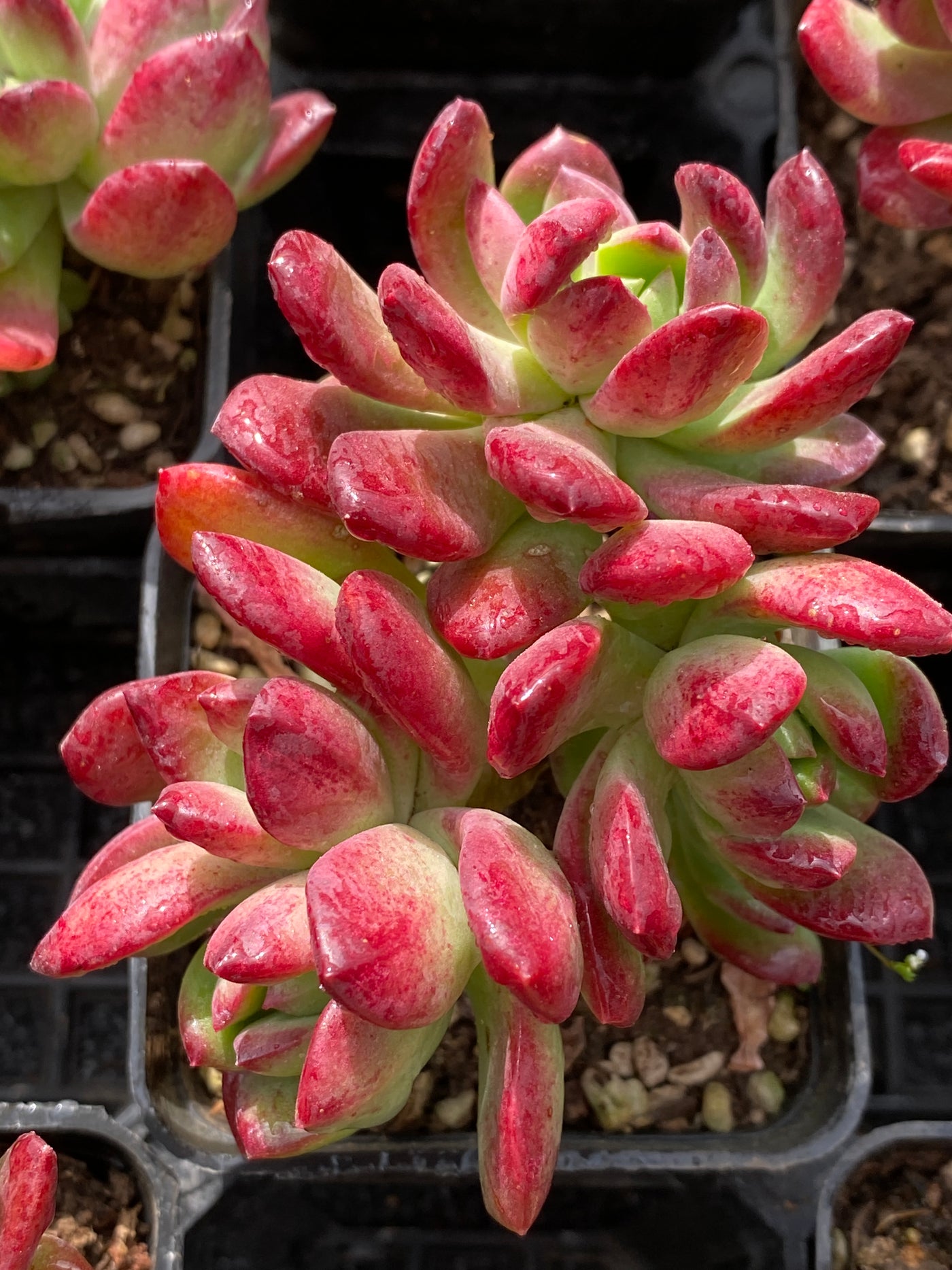 TH575     多肉植物     （40株）セット