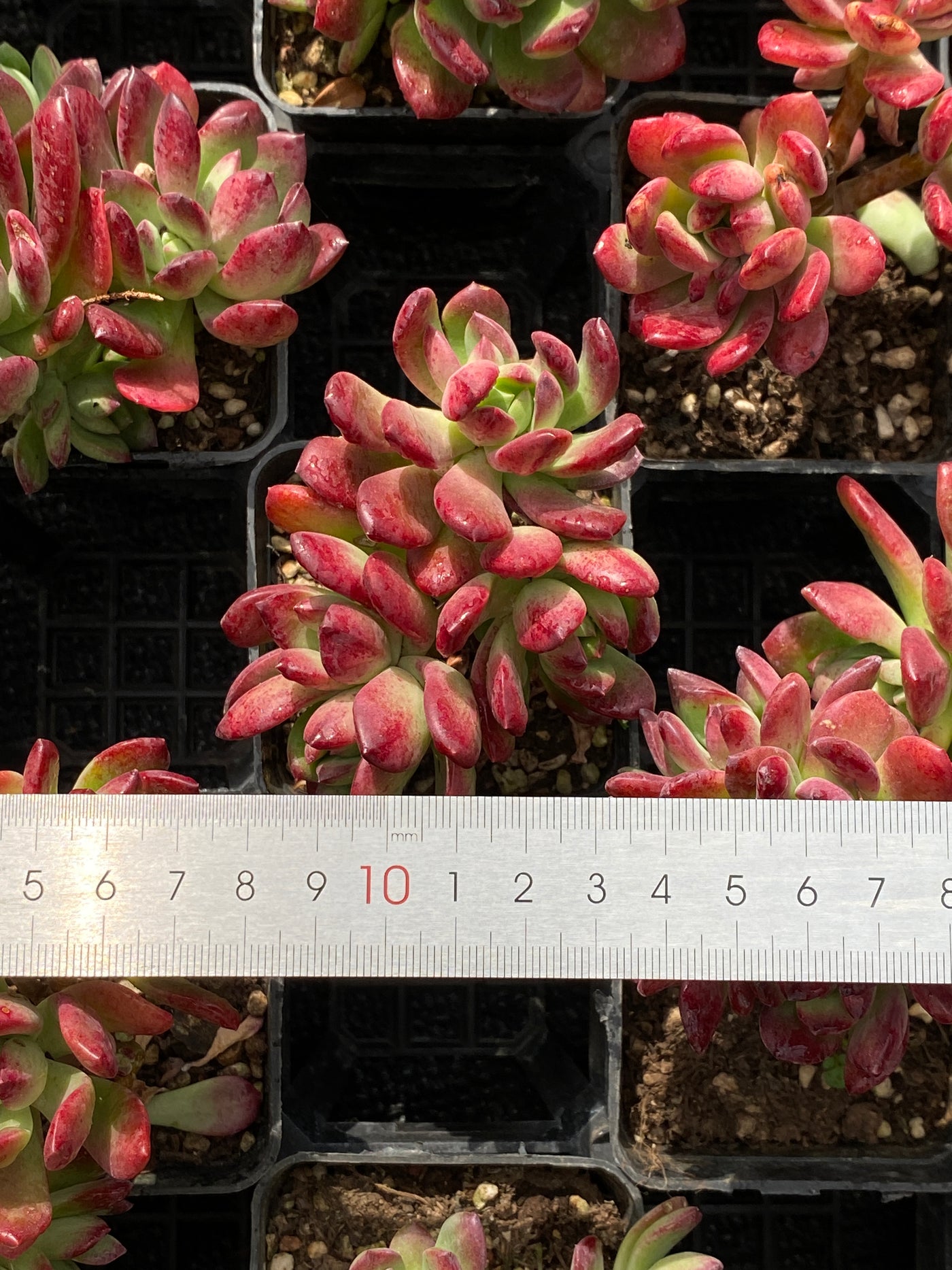 TH575     多肉植物     （40株）セット