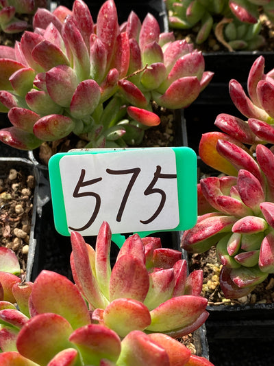 TH575     多肉植物     （40株）セット