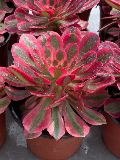 TH578     多肉植物     （12株）セット