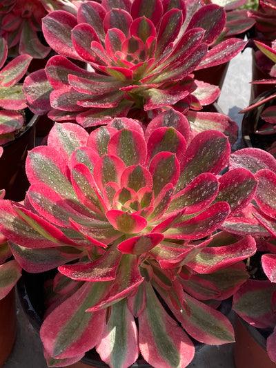 TH578     多肉植物     （12株）セット