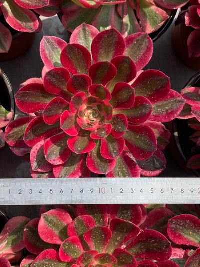 TH578     多肉植物     （12株）セット