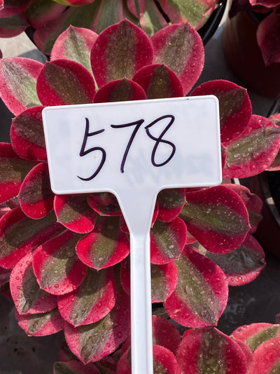 TH578     多肉植物     （12株）セット