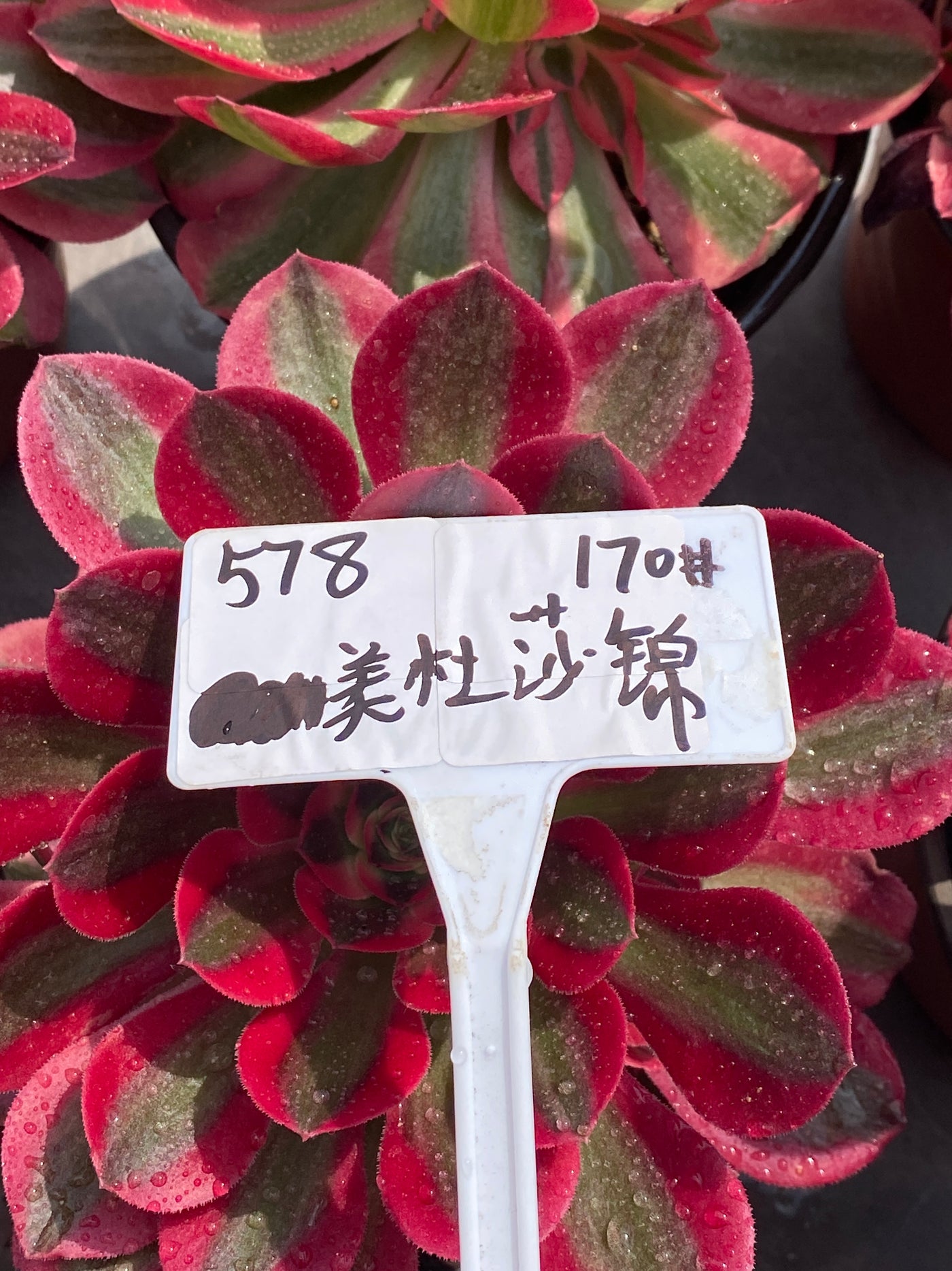 TH578     多肉植物     （12株）セット