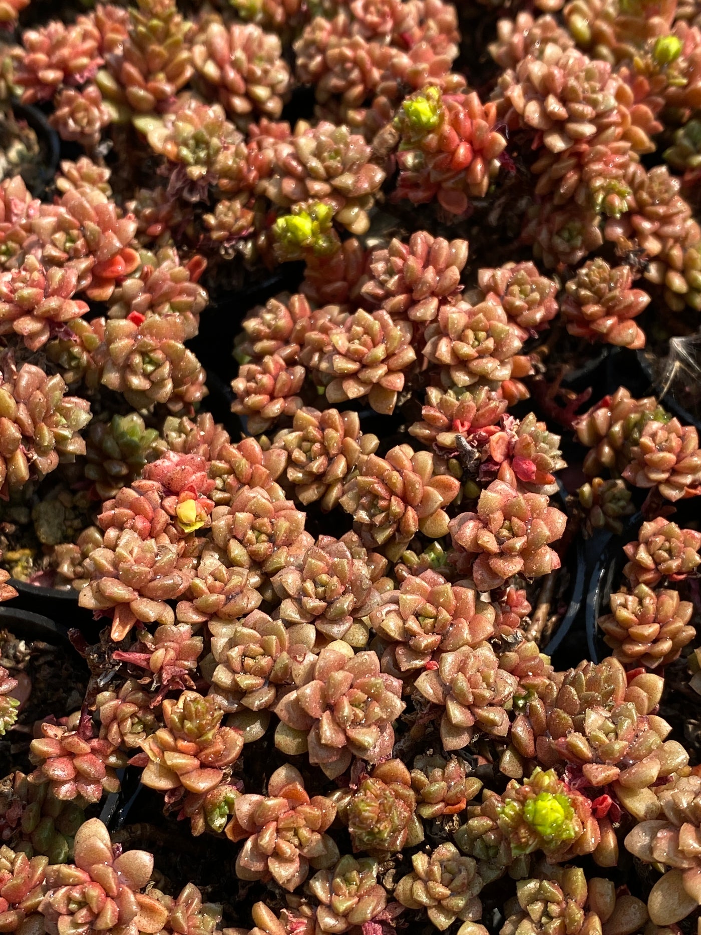 TH579     多肉植物     （50株）セット