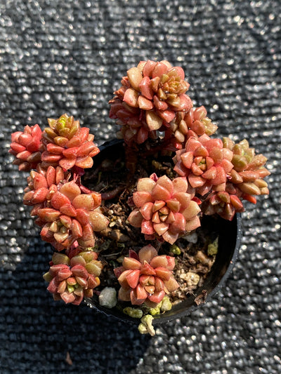 TH579     多肉植物     （50株）セット