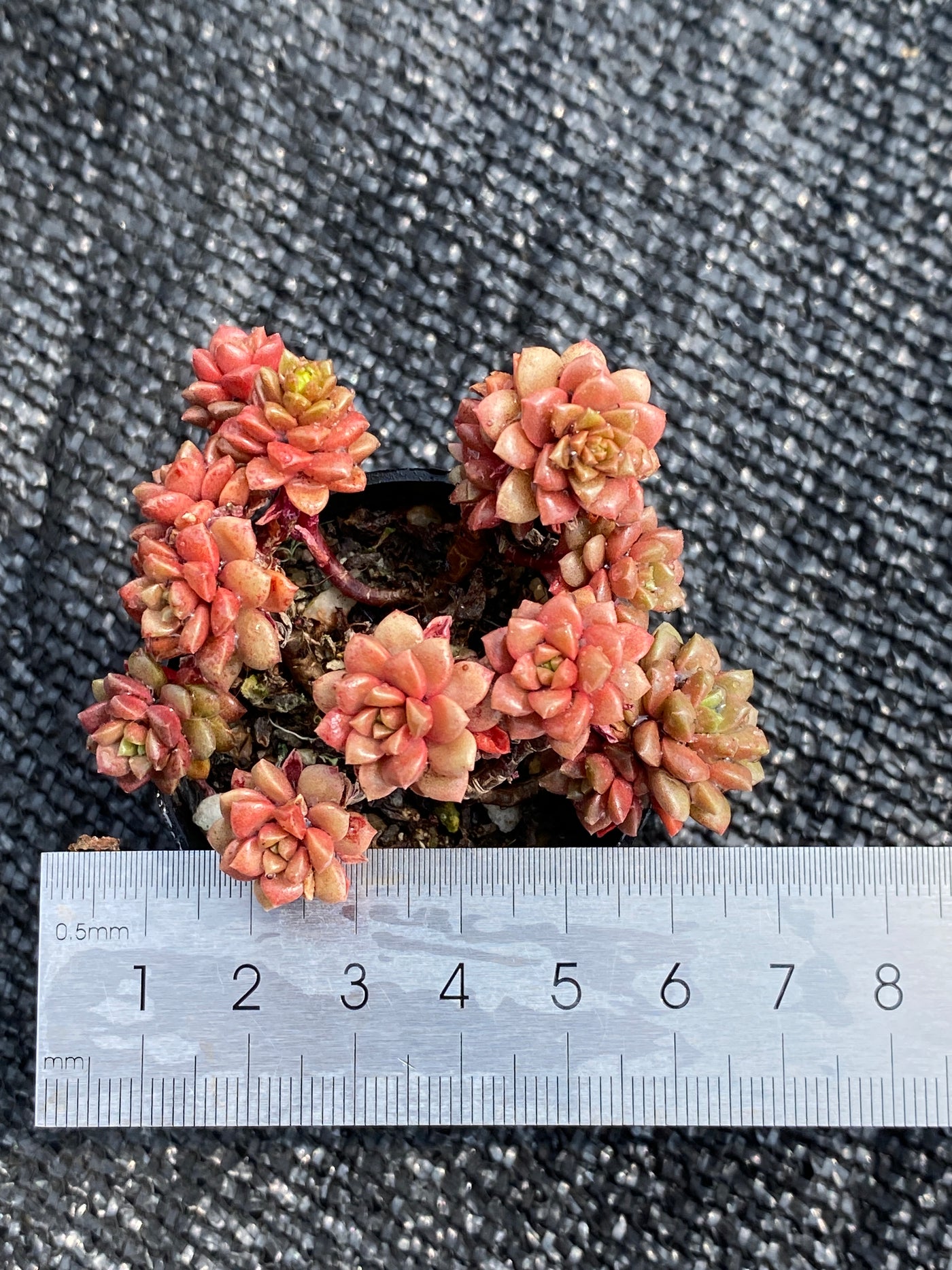 TH579     多肉植物     （50株）セット