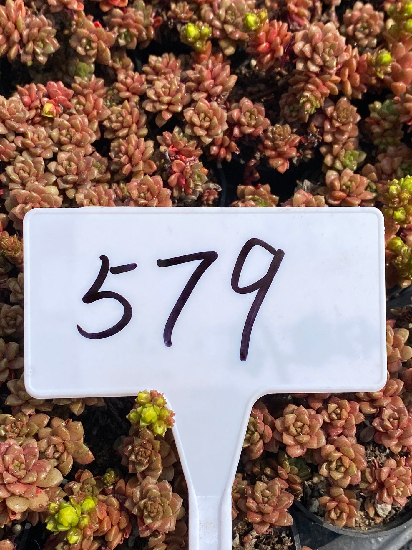 TH579     多肉植物     （50株）セット
