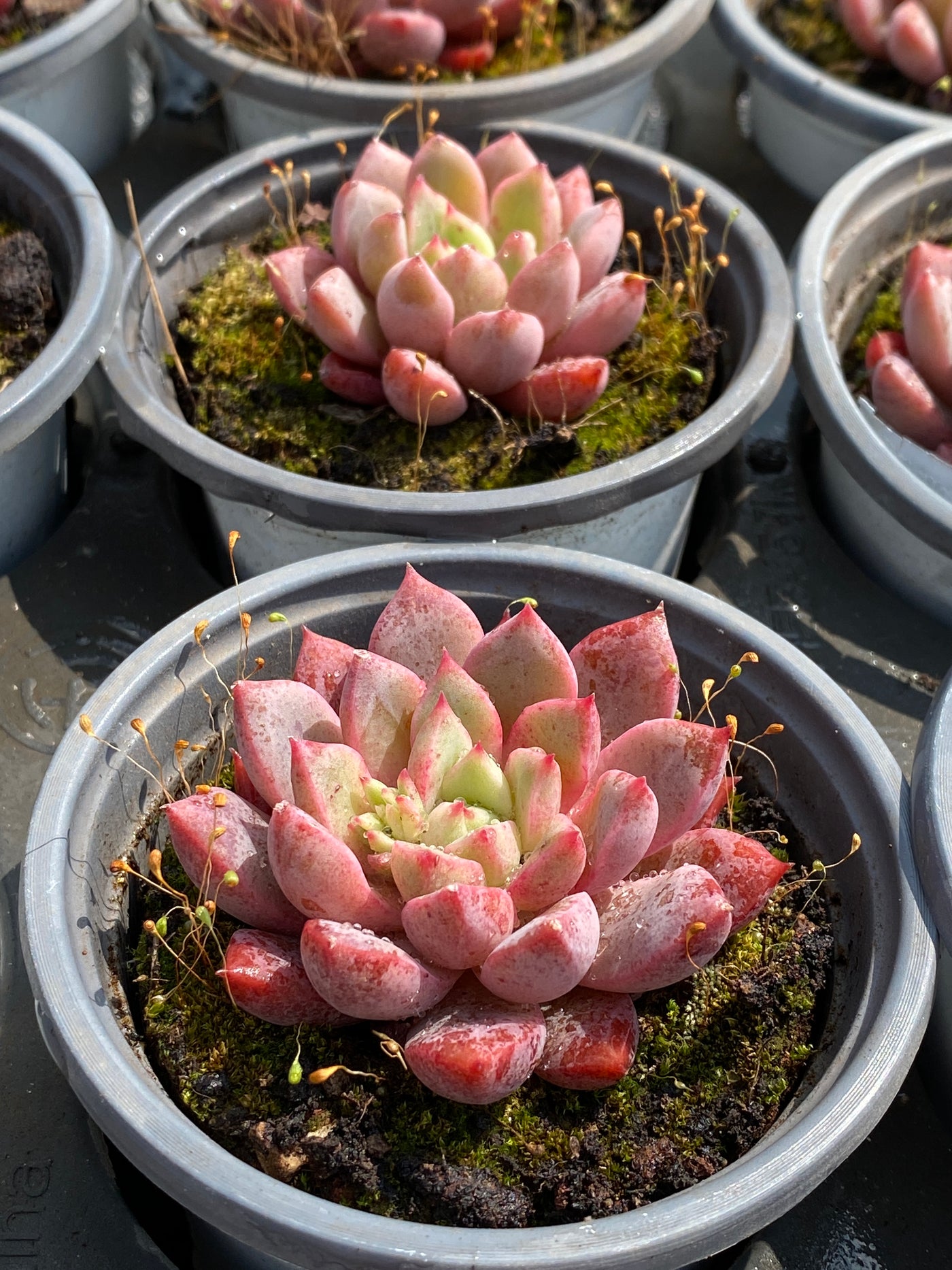 TH580     多肉植物     （35株）セット